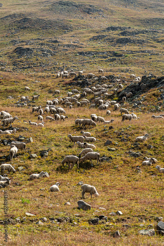 Numerous sheep scattered across a grassy mountainous landscape, peacefully grazing under the sun. The surroundings are rugged and natural, creating a sense of serenity and rural charm.