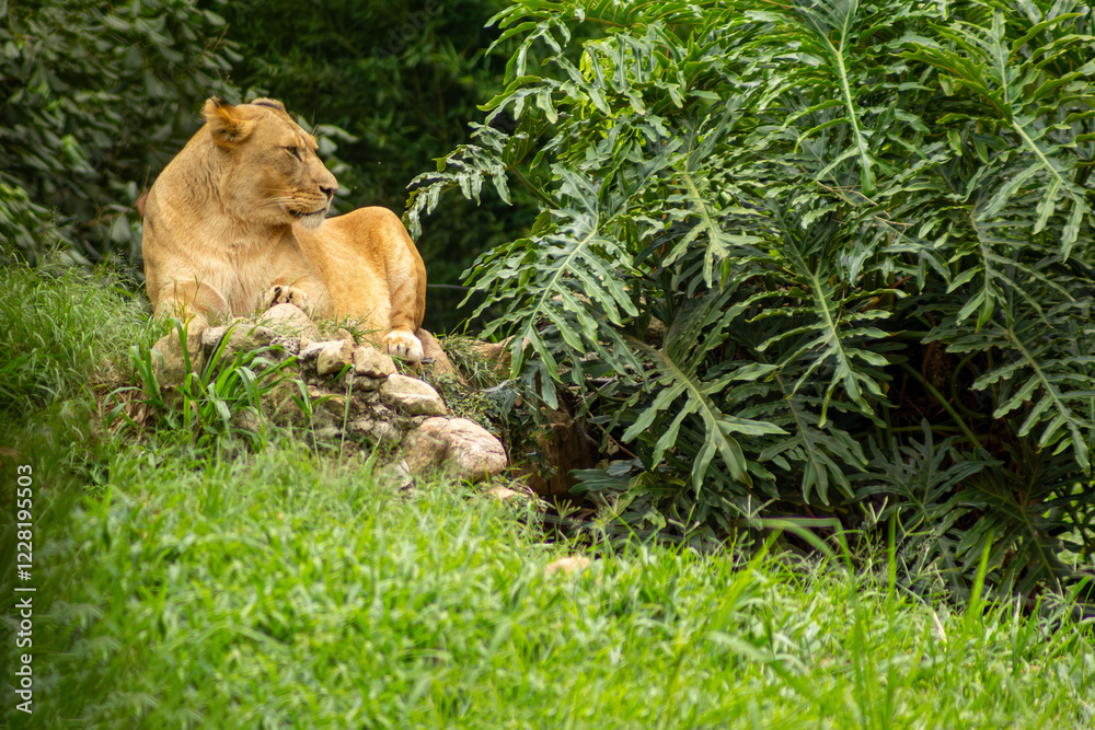 Obraz premium Leoa deitada sobre pedras na sombra de uma folhagem.