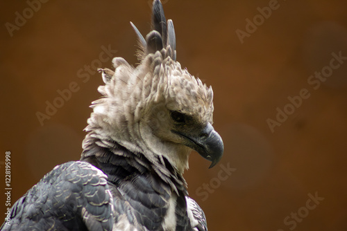Harpia, Gavião-de-penacho ou gavião real ave de penacho na cabeça característica da espécie. 