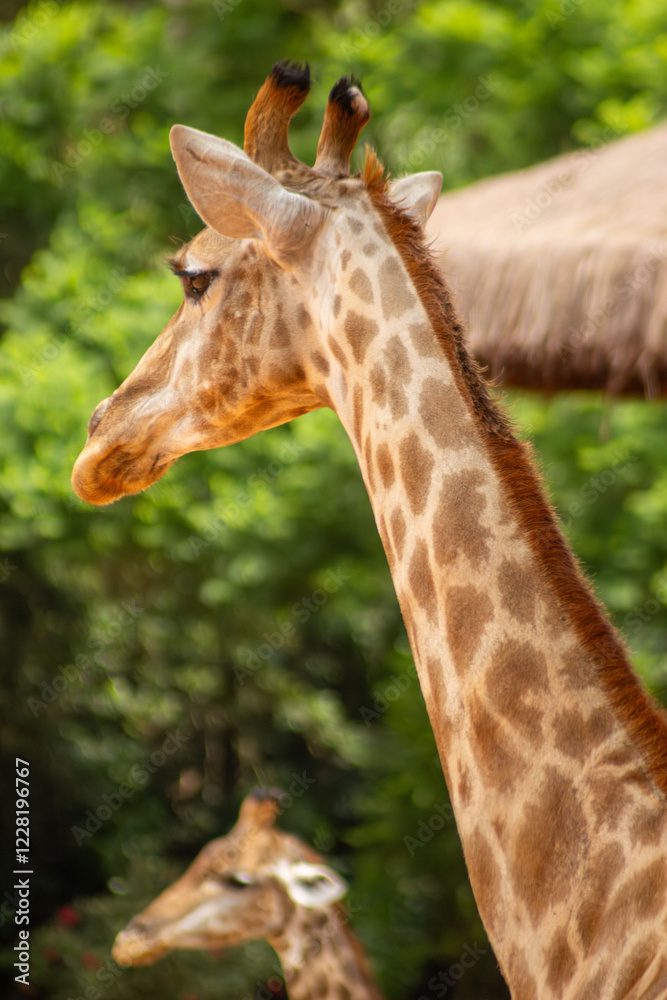 Obraz premium As girafas são mamíferos nativos do continente africano. São animais herbívoros, bem altos que tem um padrão de coloração, com manchas marrons características.