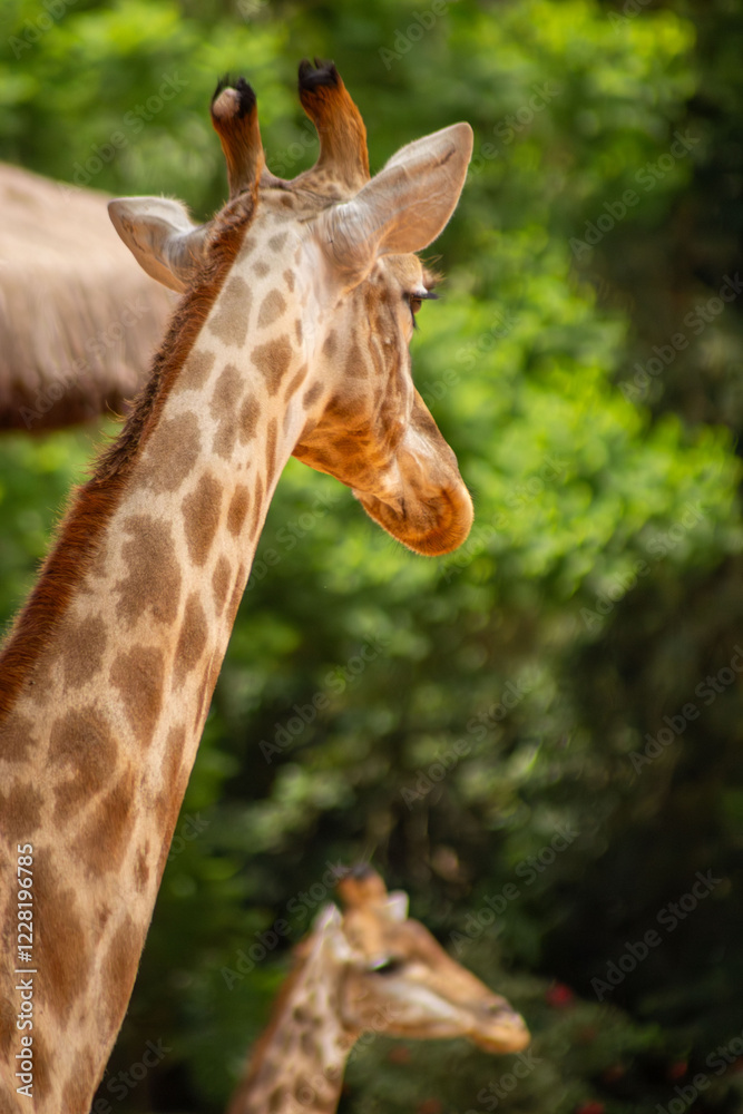 As girafas são mamíferos nativos do continente africano. São animais herbívoros, bem altos que tem um padrão de coloração, com manchas marrons características. As girafas são mamíferos nativos do continente africano. São animais herbívoros, bem altos que tem um padrão de coloração, com manchas marrons características.