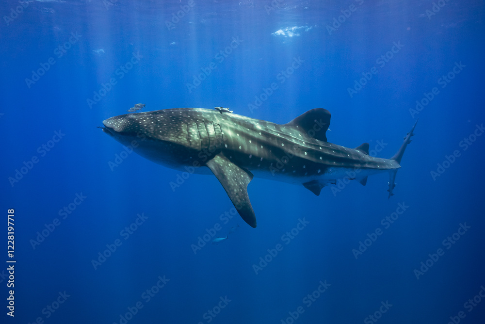 Naklejka premium Whale shark swimming in clear blue ocean water, St Helena Island