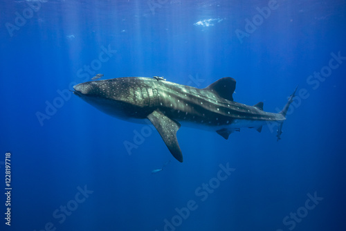 Whale shark swimming in clear blue ocean water, St Helena Island