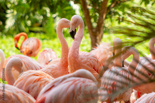 Flamingo-Chileno ave migratória com penas de coloração rosada.  photo