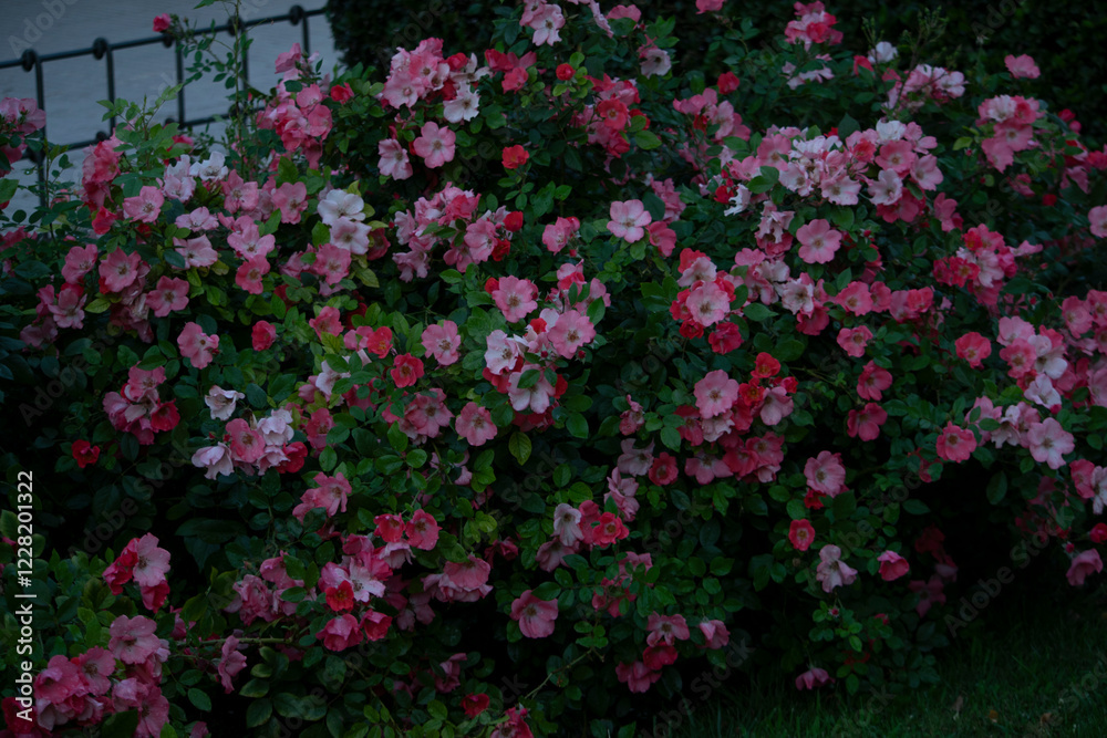 pink flowers in a garden pink flowers in a garden
