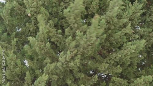 Trees Swaying in Strong Winds Under Sky During Extreme Weather Conditions in Slow Motion