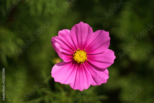 Pink Cosmea Flower close-up