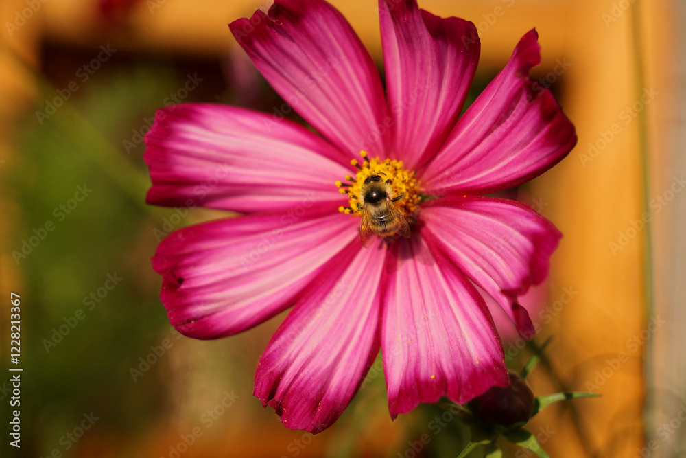 Close-up of a large striped bee collecting pollen from pink Cosmos flowers. Close-up of a bee on a flower Close-up of a large striped bee collecting pollen from pink Cosmos flowers. Close-up of a bee on a flower
