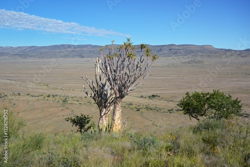 Köcherbaum (aloe dichotoma) im Namib Naukluft Park in Namibia photo