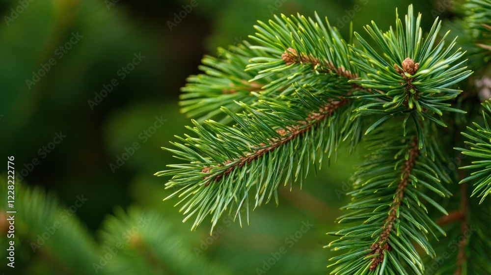 Lush Green Pine Branch Close Up Nature Photography Lush Green Pine Branch Close Up Nature Photography