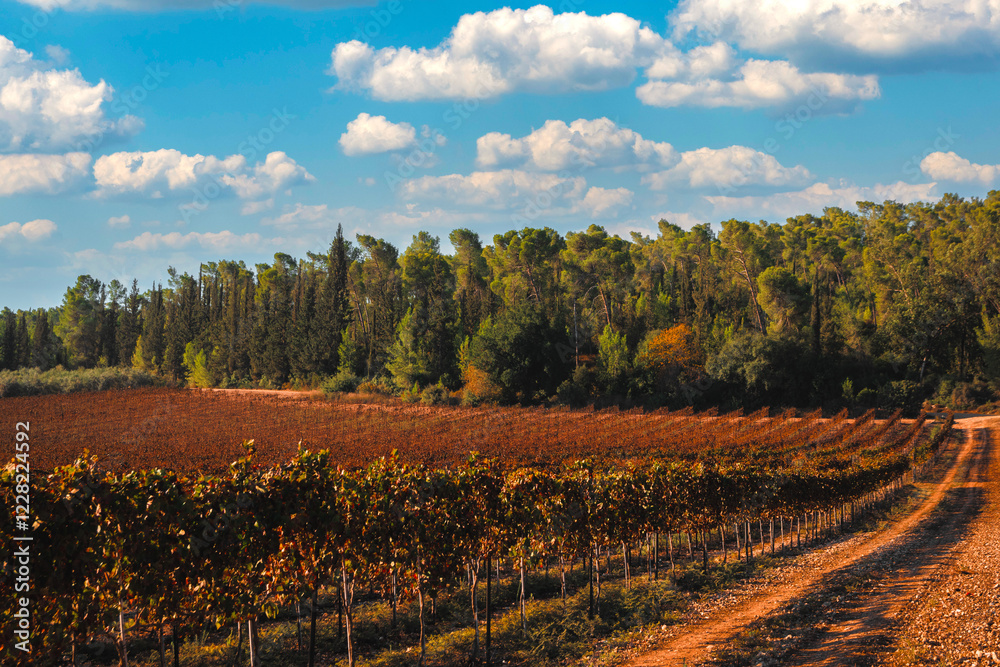 Fototapeta premium Landscape with a vineyard, blue sky and white clouds