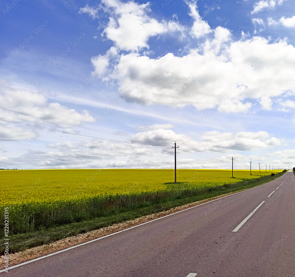 Expansive yellow fields alongside a winding rural road under a bright sky Expansive yellow fields alongside a winding rural road under a bright sky