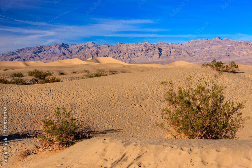 A desert landscape with a few trees and a blue sky A desert landscape with a few trees and a blue sky