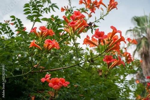 Campsis large-flowered, Campsis (Tecoma) large, perennial woody vine with ora...
