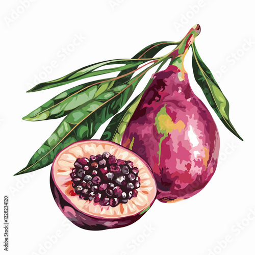 Fresh Acai Fruit Watercolor-Style Vector Illustration