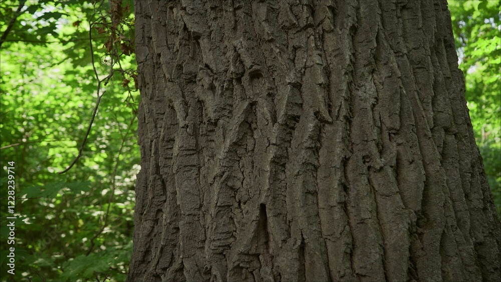 Obraz premium Close up of tree bark showing texture and detail in forest