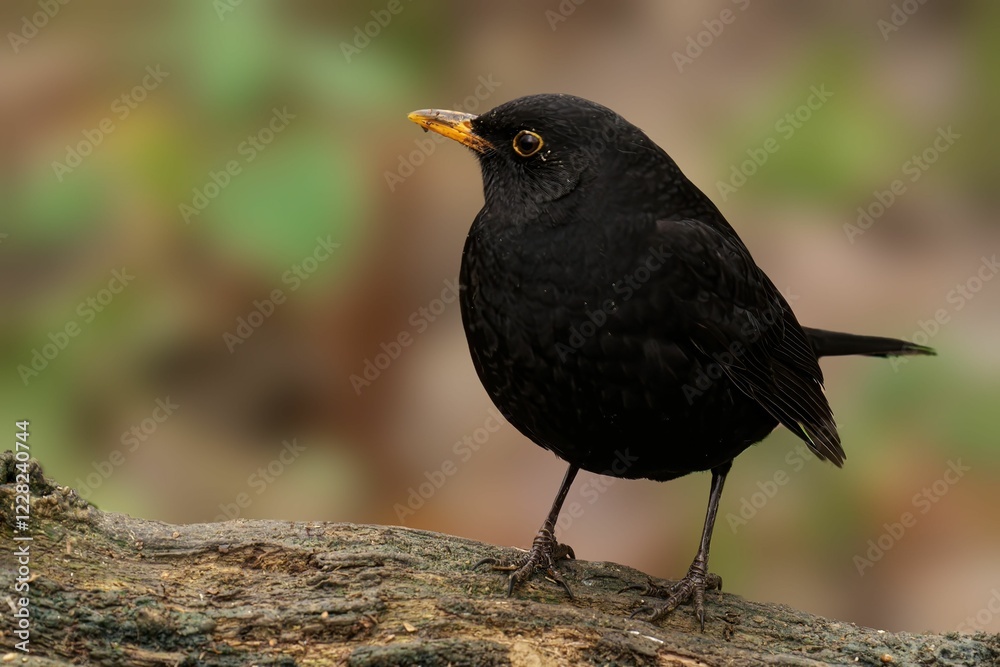 Blackbird perched on a log with blurred background. Blackbird perched on a log with blurred background.