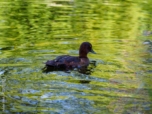 Swimming quietly in a tranquil pond surrounded by lush greenery and shimmering reflections photo