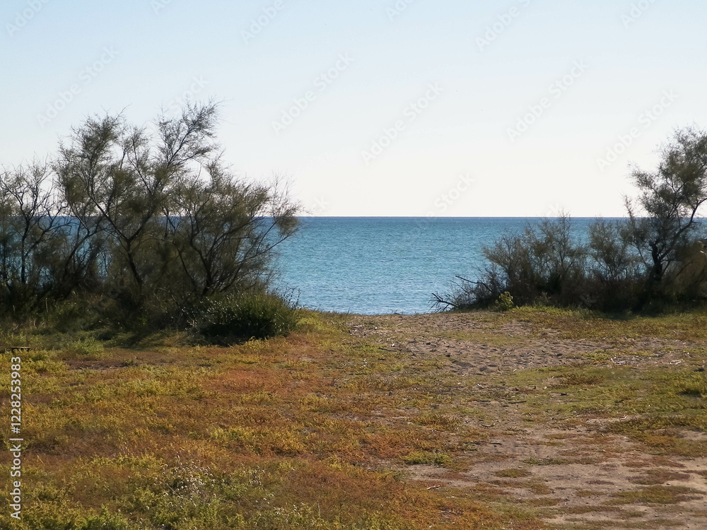 Dried trees on coastal area around the city of Vada, Tuscany Italy. Dried trees on coastal area around the city of Vada, Tuscany Italy.
