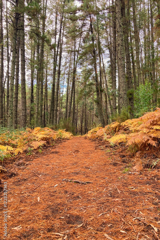 Hiking trail in the autumn forest, National park of Sierra de Las Nieves, Spain Hiking trail in the autumn forest, National park of Sierra de Las Nieves, Spain
