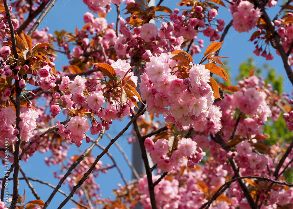 Obraz premium Low-angle view of a cherry blossom tree in spring – A stunning composition with pink flowers covering the branches, photographed from below to emphasize the grandeur of nature