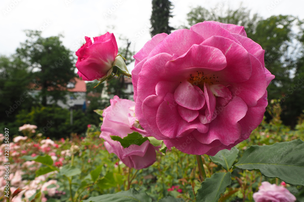 Obraz premium a large bud of a bright, open pink rose grows in a garden in a rose garden. side view