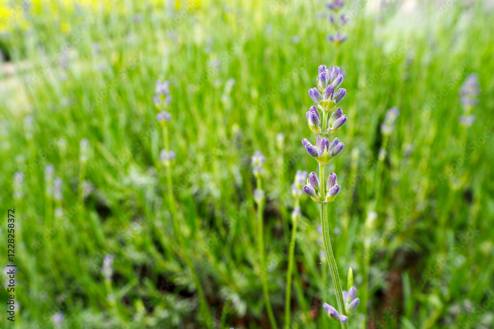 several purple small lavender flowers on green background. aroma. nature. park. copy space several purple small lavender flowers on green background. aroma. nature. park. copy space