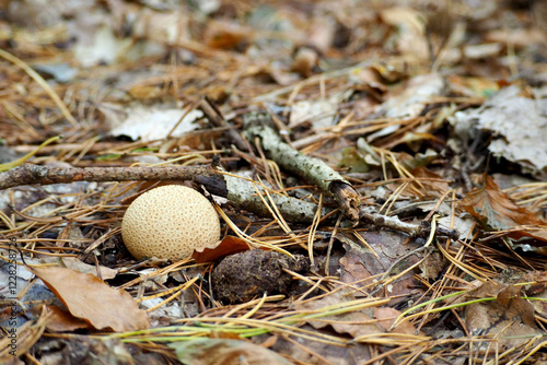 The common false-leaved mushroom grows closely in the forest .  The family of fungi is false-leaved. Scleroderma citrinum. inedible mushroom photo