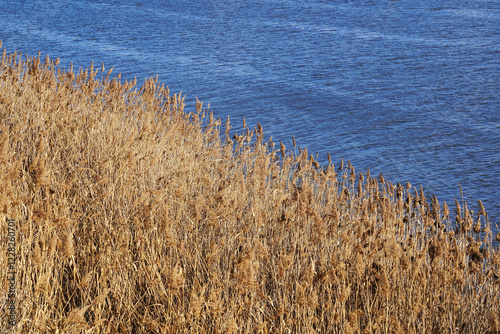 rushes by the river