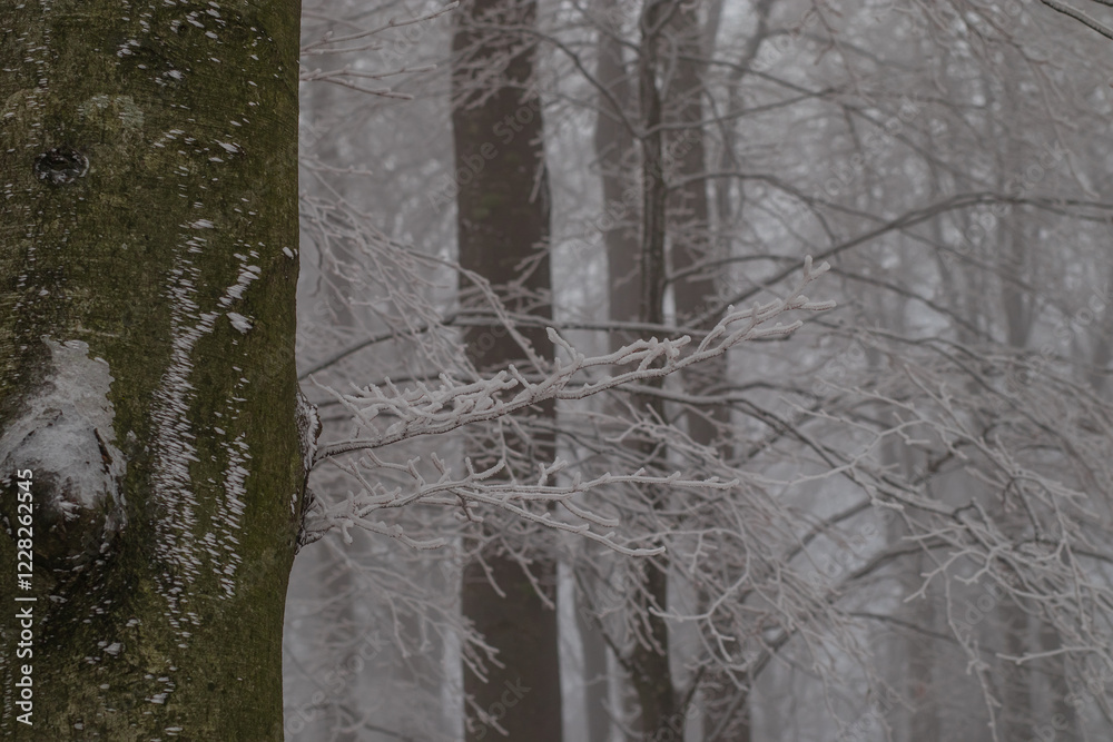 Frosty trees visible covered with ice and snow on a dull foggy winter day.