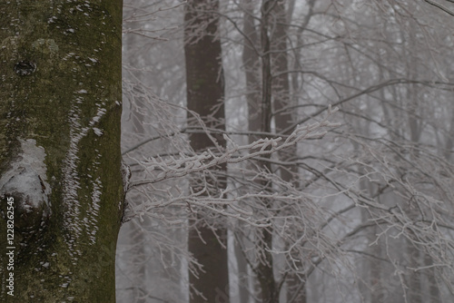 Obraz na płótnie Frosty trees visible covered with ice and snow on a dull foggy winter day. w salonie