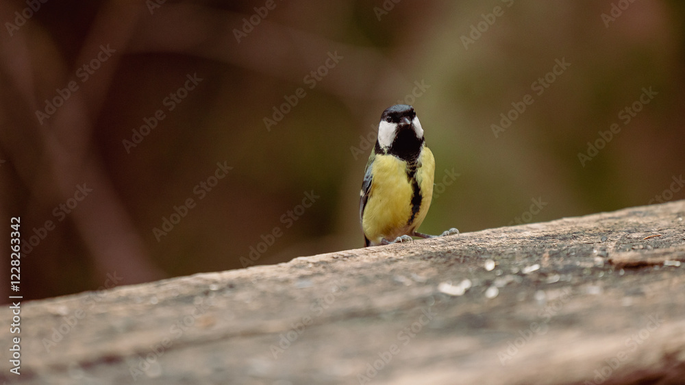 Bird eating seeds on a wooden bench. single small bird in late autumn is being fed by multitude of seed waiting for him on a bench