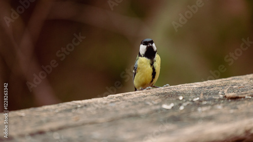 Obraz na płótnie Bird eating seeds on a wooden bench. single small bird in late autumn is being fed by multitude of seed waiting for him on a bench w salonie
