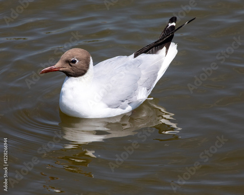 Black-headed Gull