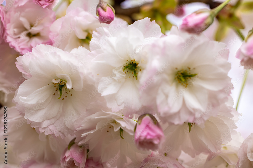 Delicate cherry blossoms blooming in springtime Delicate cherry blossoms blooming in springtime