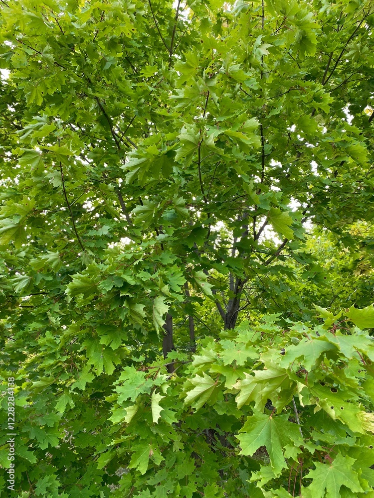 green forest background