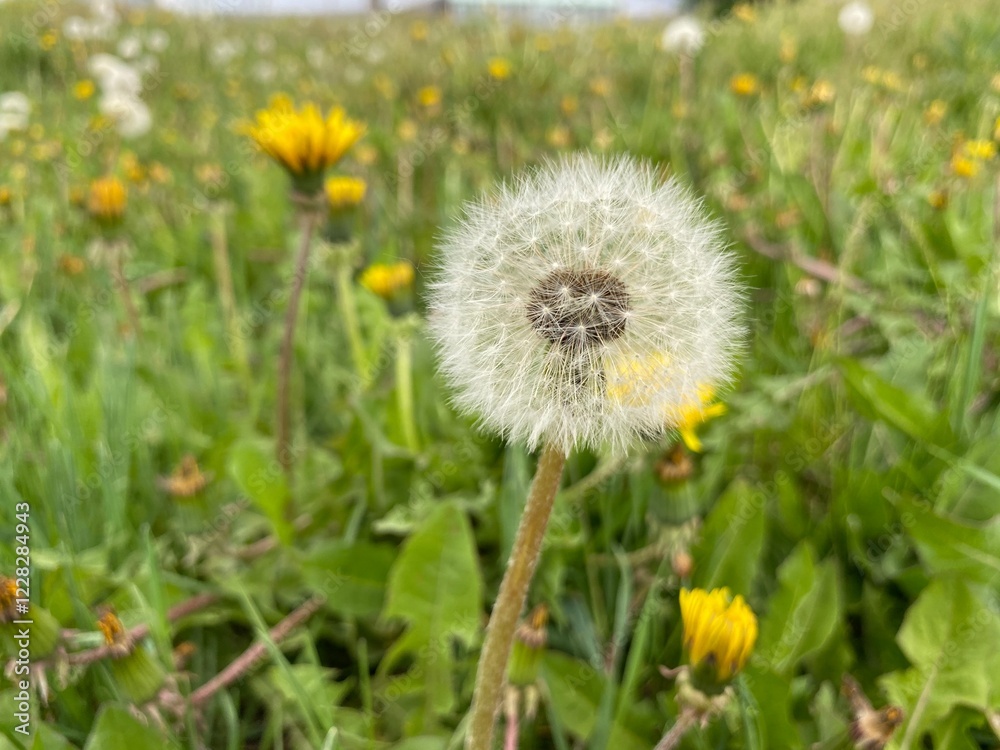 dandelion in the grass