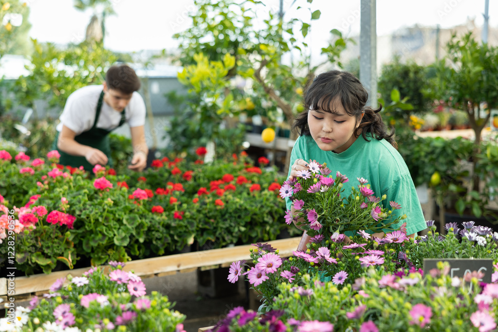 Young Asian girl choosing ornamental plants to decorate courtyard in greenhouse, looking with interest at bush of blooming potted African daisy with bright purple flowers.. Young Asian girl choosing ornamental plants to decorate courtyard in greenhouse, looking with interest at bush of blooming potted African daisy with bright purple flowers..