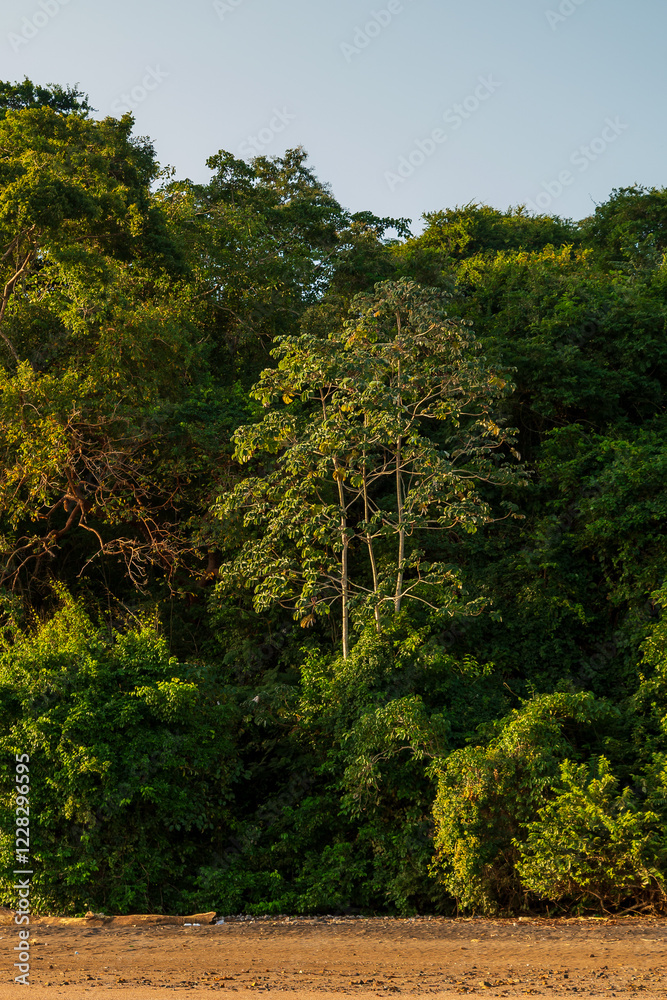Fototapeta premium green and leafy tropical jungle on the banks of the Panama Canal