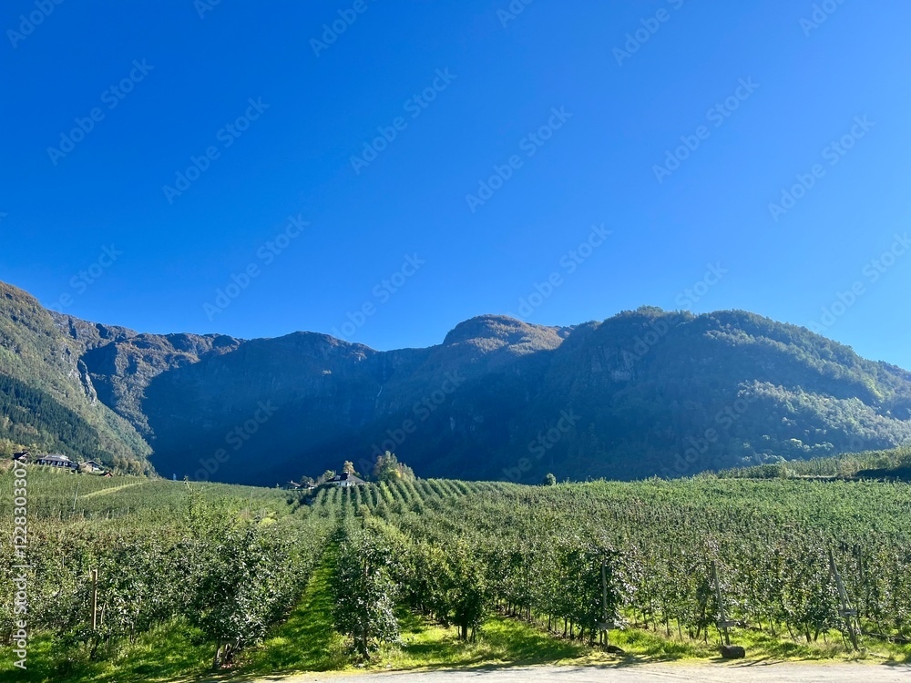 Fototapeta premium Fruit farm