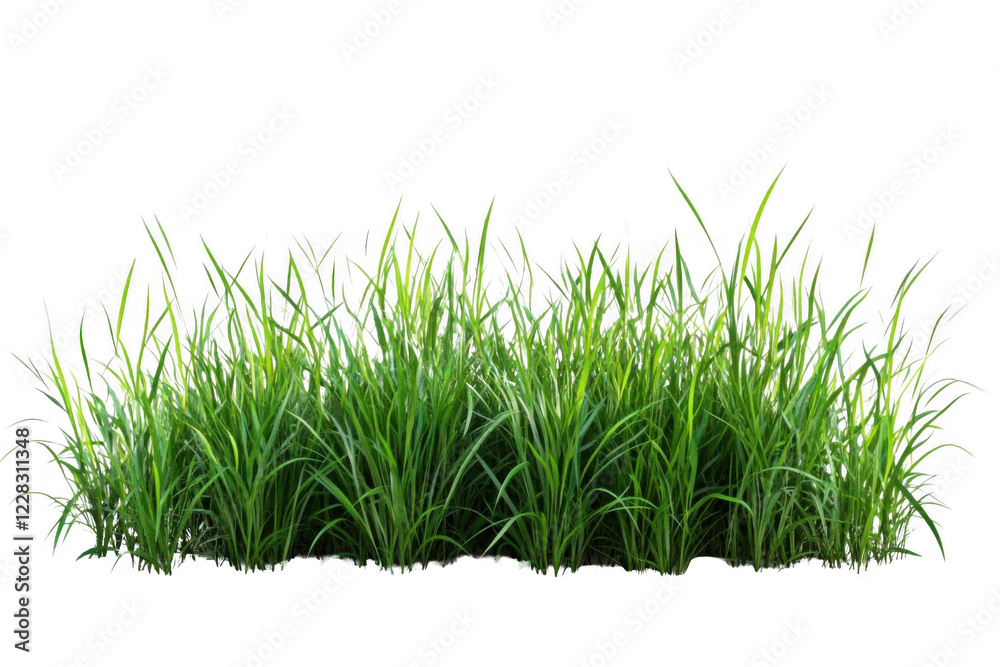 Obraz premium Green Grass Blades Grow Densely, Vibrant Green Growth and Lush Foliage.