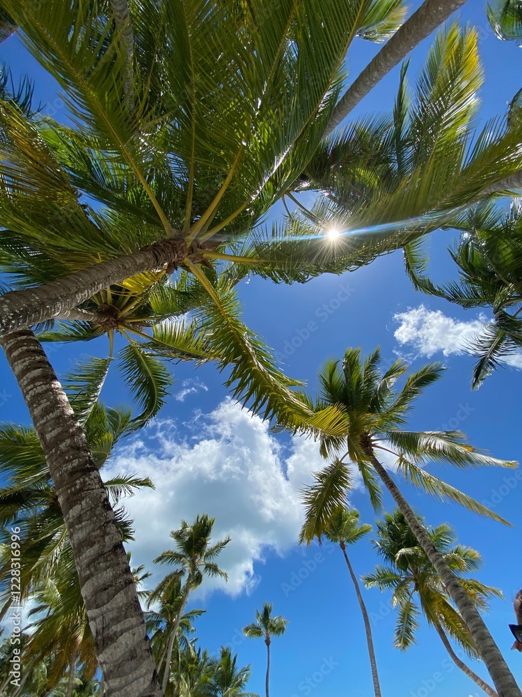 Fototapeta premium coconut tree