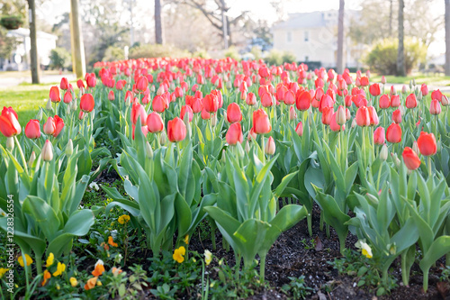 A lush tulip garden in full bloom on a sunny day in Fairhope, Alabama
