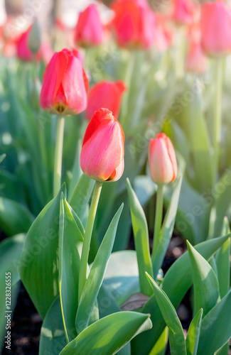 Sunlit tulips in full bloom with soft-focus background in Fairhope, Alabama