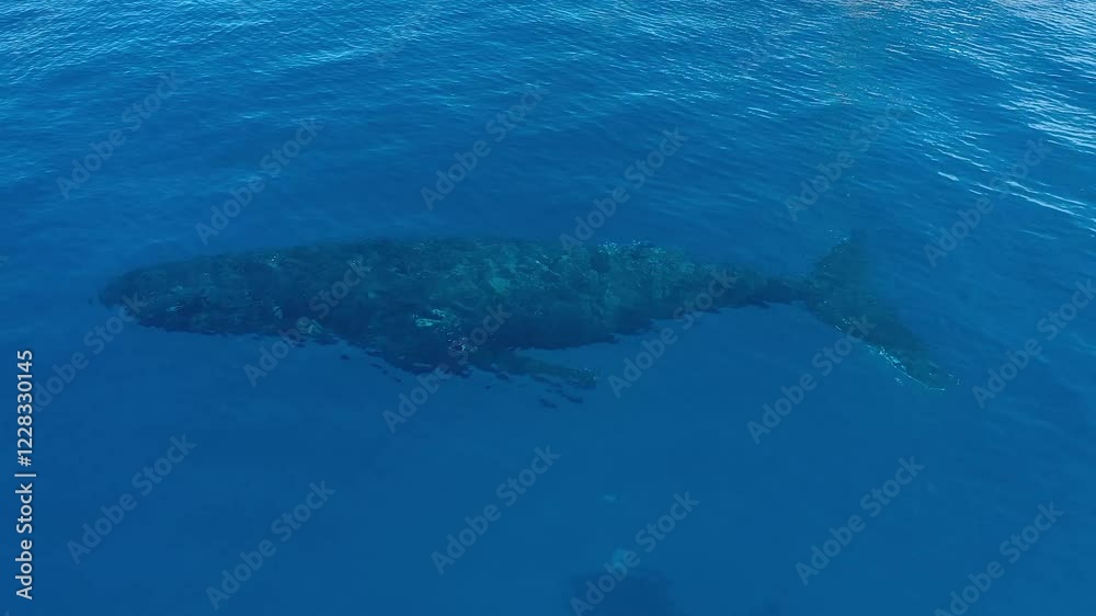Mother and calf of humpback whales are swimming close to the surface. Whale calf is playing next to the mother. Pair of whales from above. Mother and calf of humpback whales are swimming close to the surface. Whale calf is playing next to the mother. Pair of whales from above.