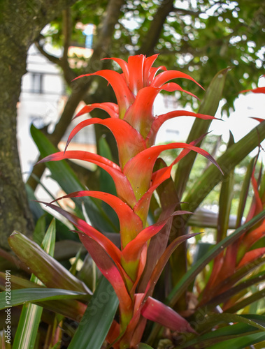 Bromelia es un género tropical americano de plantas de la familia Bromeliaceae, aunque comúnmente se llama con el mismo nombre a plantas de otros géneros de la misma familia. Sus flores tienen un cáli photo