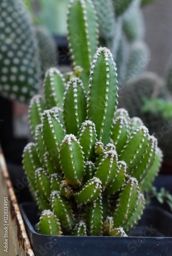 Cactaceae, las cactáceas, conocidas como cactus o cactos, es una familia de plantas originarias de América. Sin embargo, hay una excepción, Rhipsalis baccifera, que está extendida en África tropical,  photo