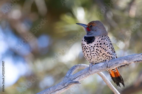 northern flicker on a branch