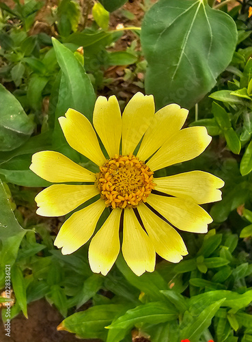 La margarita es una planta herbácea de la familia de las asteráceas muy utilizada a efectos decorativos mezclada con el césped, por sus colores y su resistencia a la siega