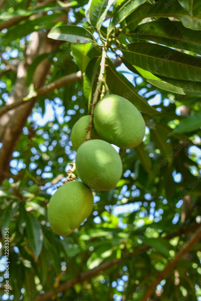 mango viche, verde y hojas o follaje del arbol de mango
Este mango es grande y tiene una ovalada. Su piel es de color verde oscuro y su pulpa es jugosa, suave y dulce, con fibras. mango viche, verde y hojas o follaje del arbol de mango
Este mango es grande y tiene una ovalada. Su piel es de color verde oscuro y su pulpa es jugosa, suave y dulce, con fibras.
